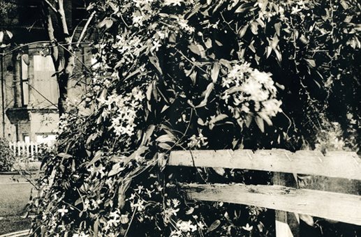 Chasing Shadows - fence