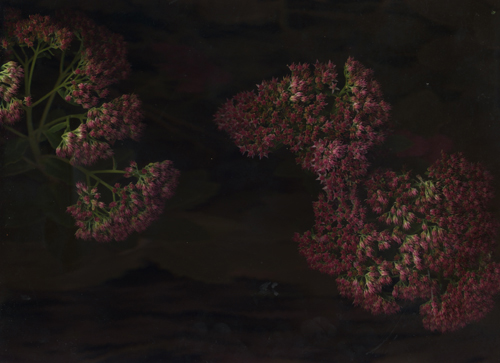 Adventures in a Suburban Garden