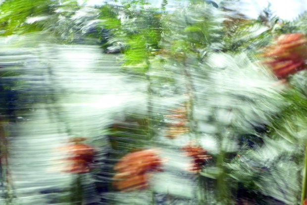 ...and then I was the wind - II (early sketch)