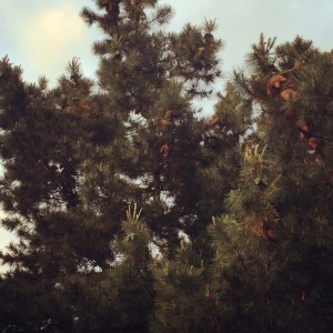 Regents Park, spring 2014