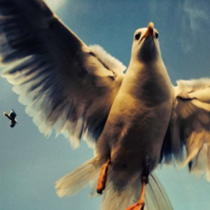 Heralds (faded glory)