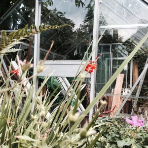 DennissGreenhouse1000