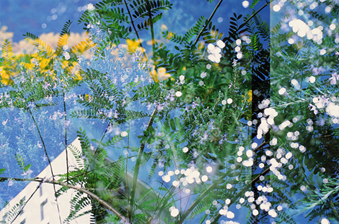 Flower Flower Water Light